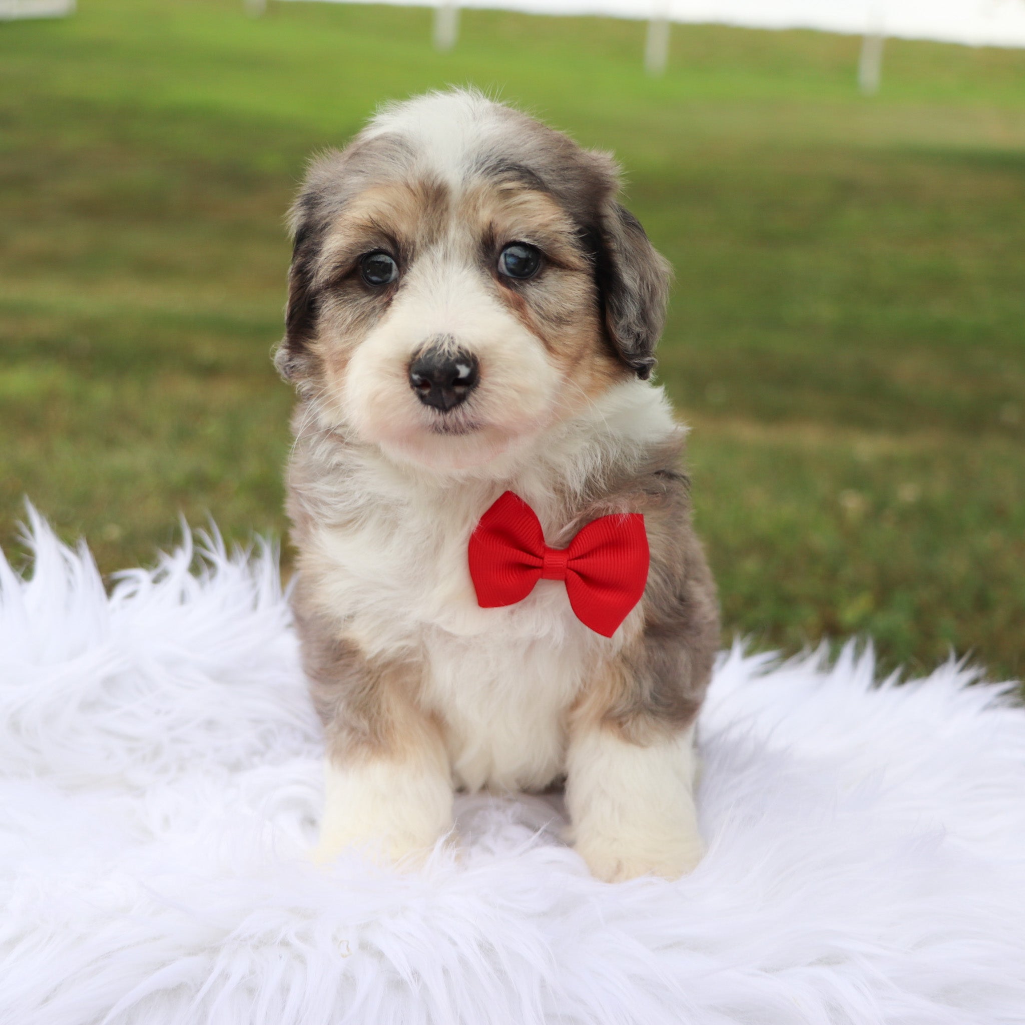Why choose Happytail Puppies