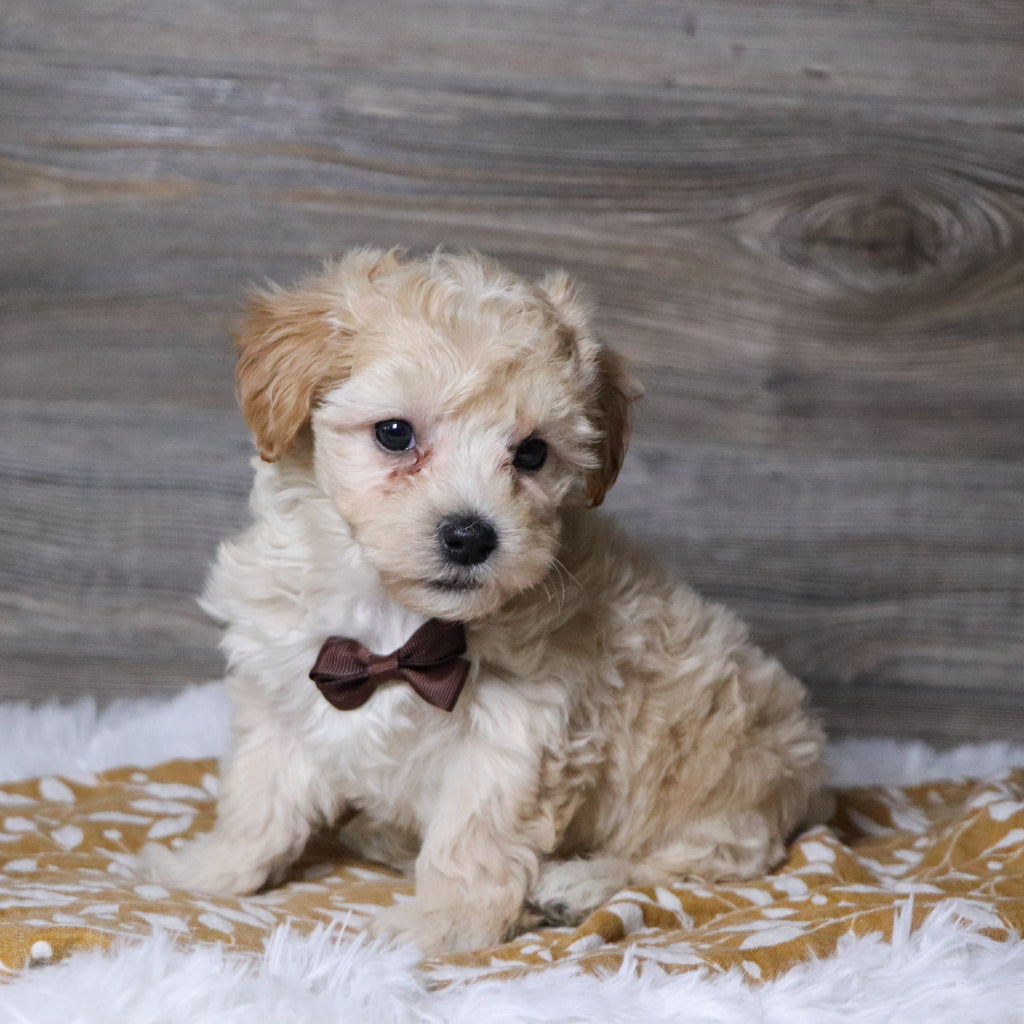 Markie - Available 12/3