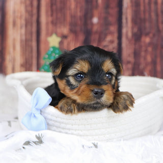 Marion - Available 12/31