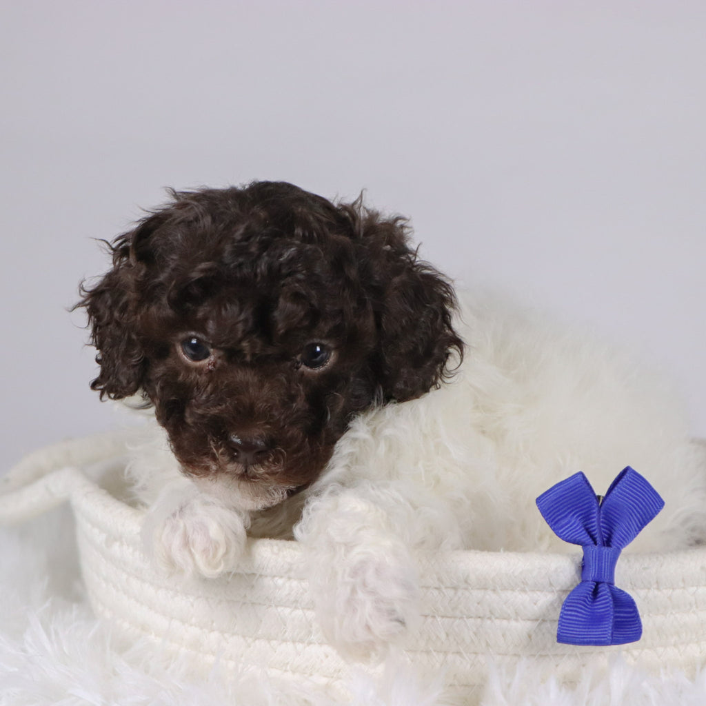 Marshall - Available 11/26