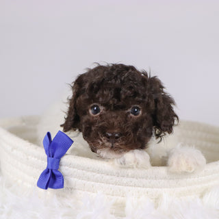 Marshall - Available 11/26