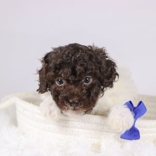 Marshall - Available 11/26