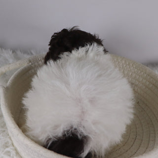 Marshall - Available 11/26