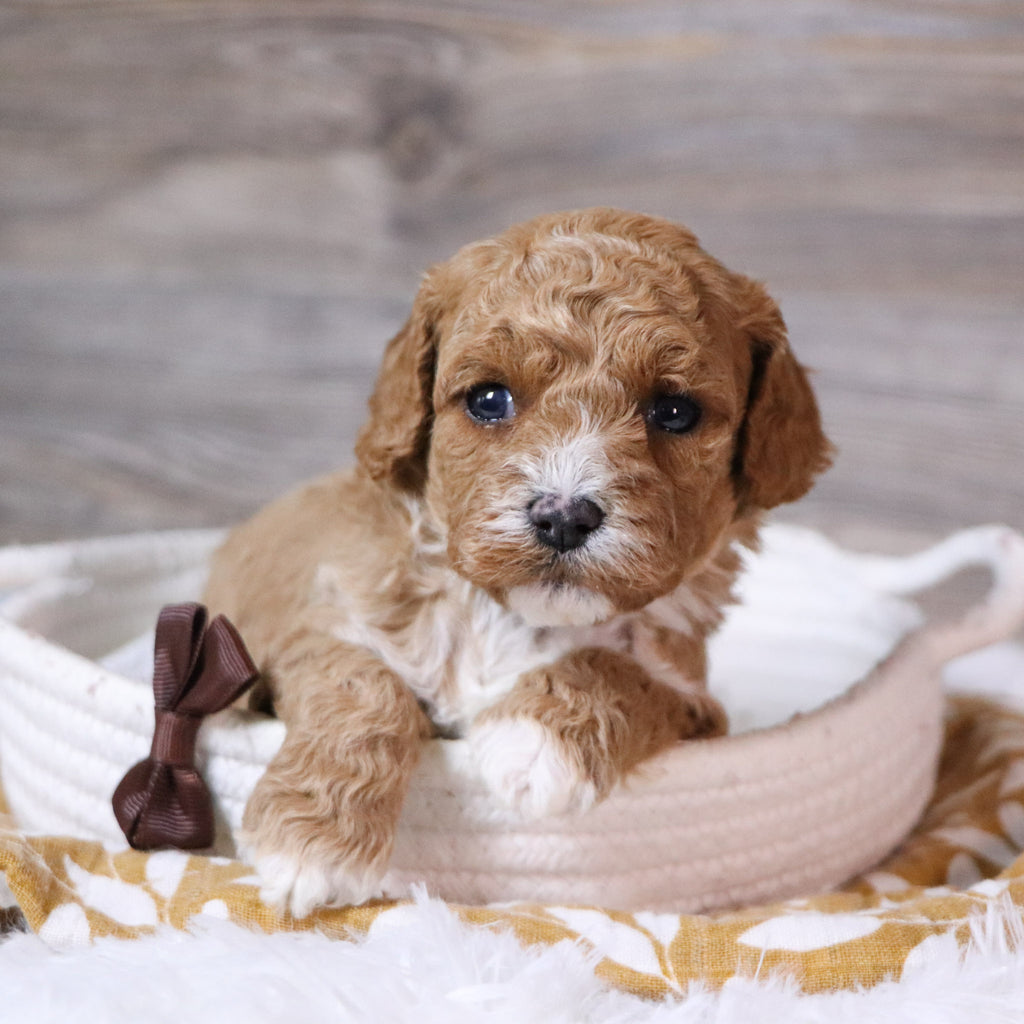 Martin - Available 12/23