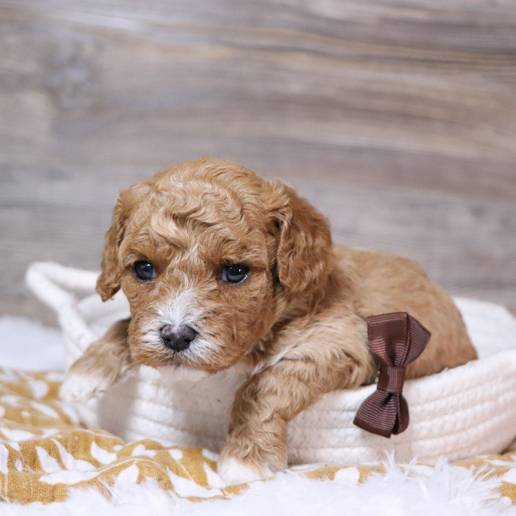 Martin - Available 12/23