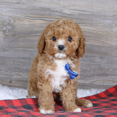 Martin - Available 12/23