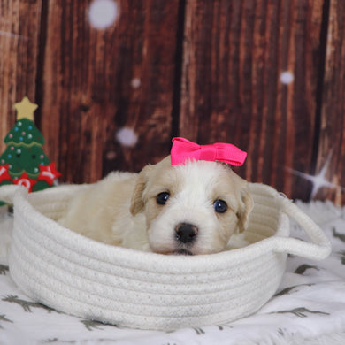 Mary - Available 12/31