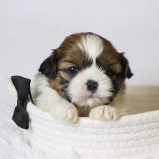 Mase - Available 11/19