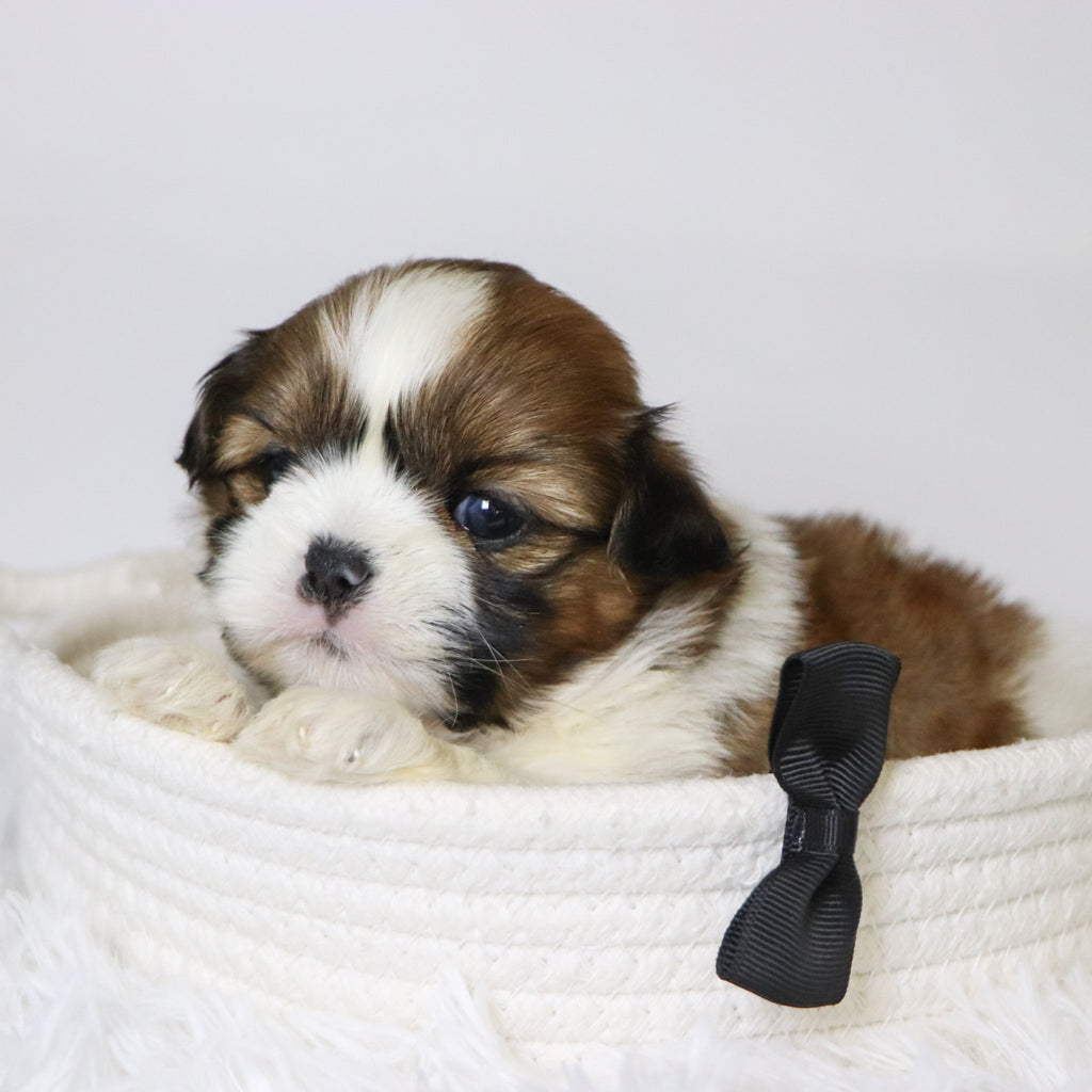 Mase - Available 11/19