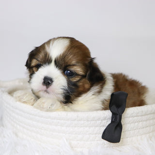 Mase - Available 11/19