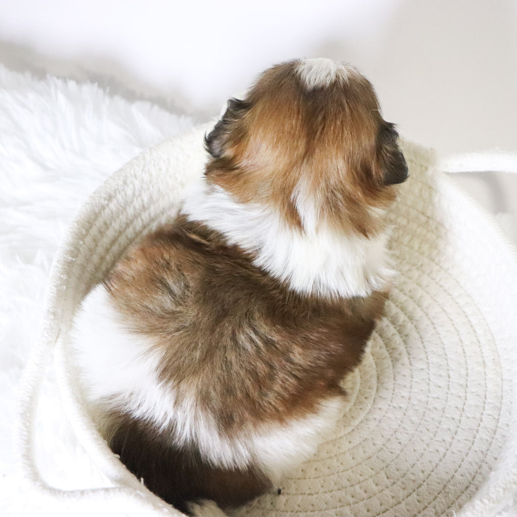 Mase - Available 11/19