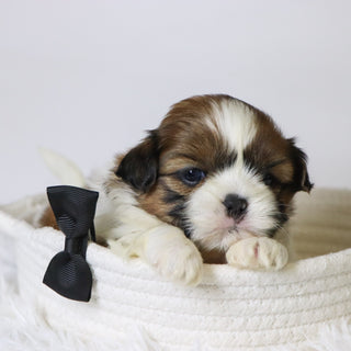 Mase - Available 11/19