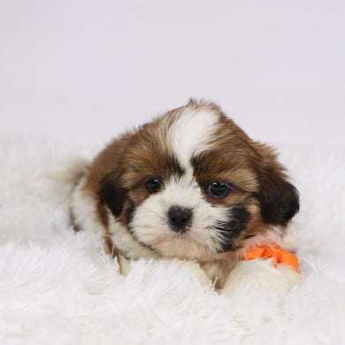 Mase - Available 11/19