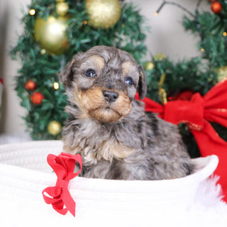 Mason - Available 1/21