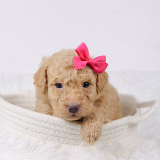 Maxine - Available Now