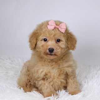 Maxine - Available 11/26