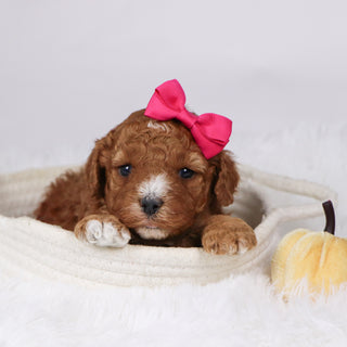 Mildred - Available Now