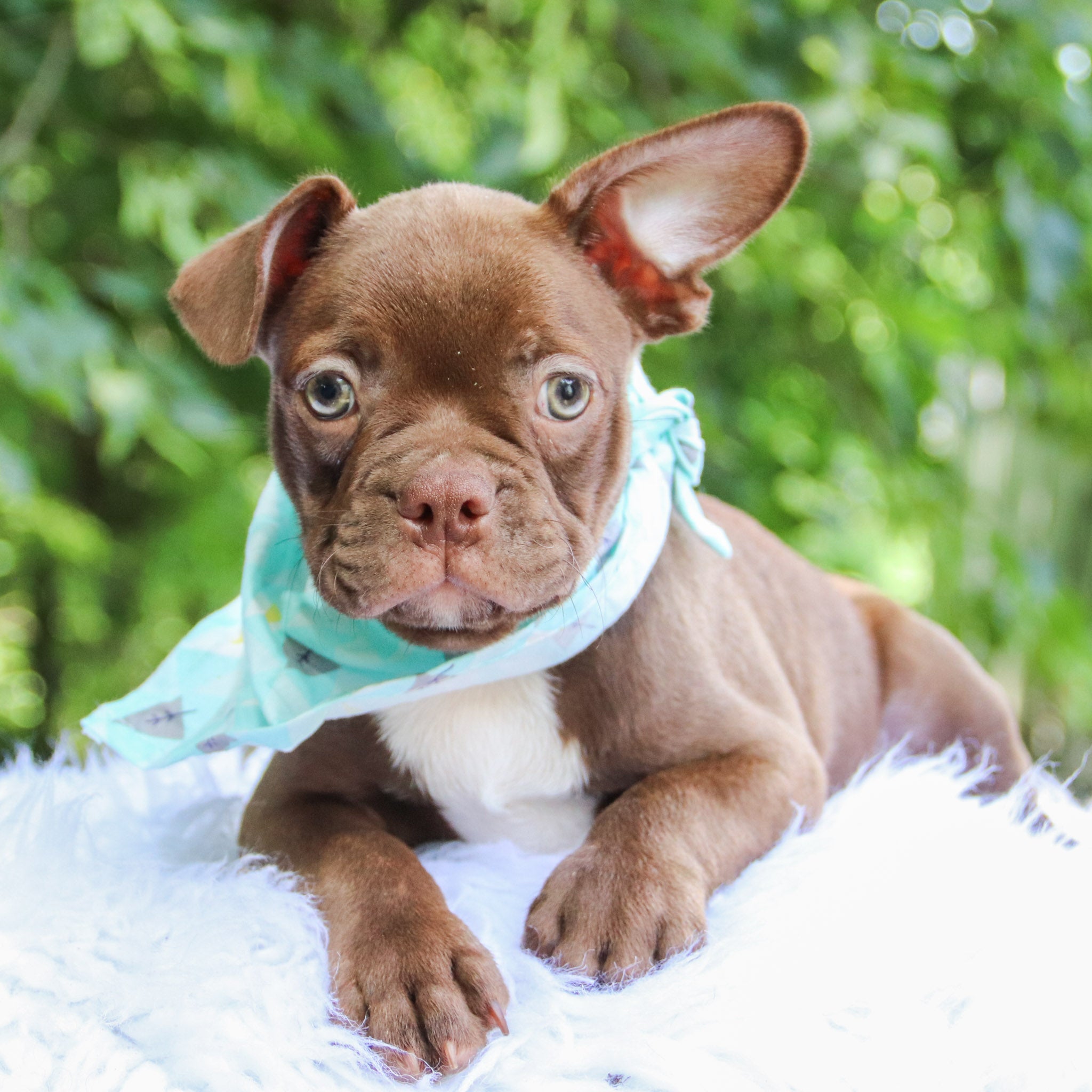 Puppies for sale in Lubbock, TX