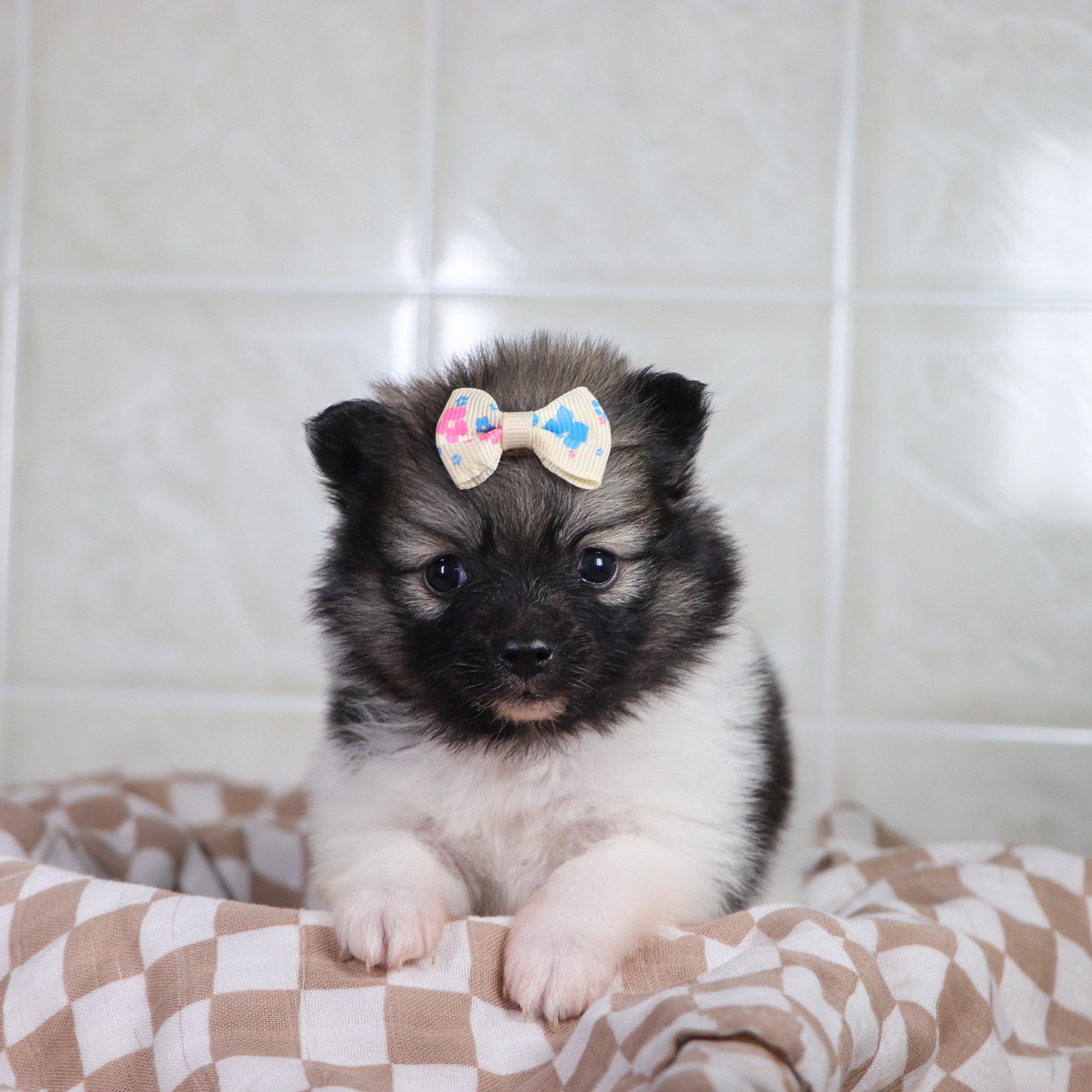 Puppies for sale in Wilson