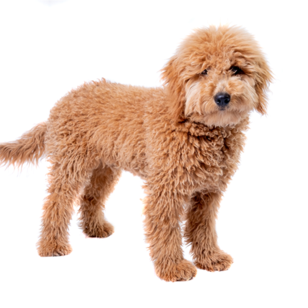 Mini_Goldendoodle