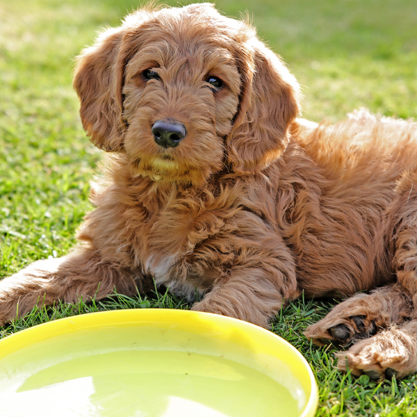 Mini_Labradoodle