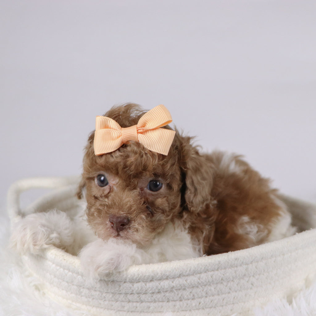 Missy - Available 11/26