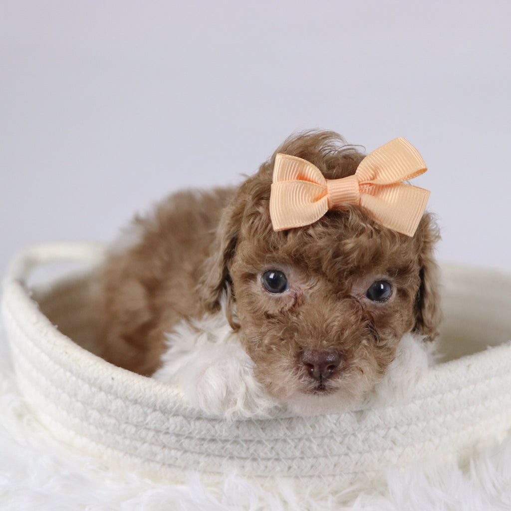 Missy - Available 11/26