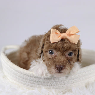 Missy - Available 11/26