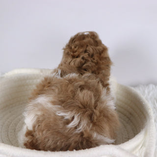 Missy - Available 11/26