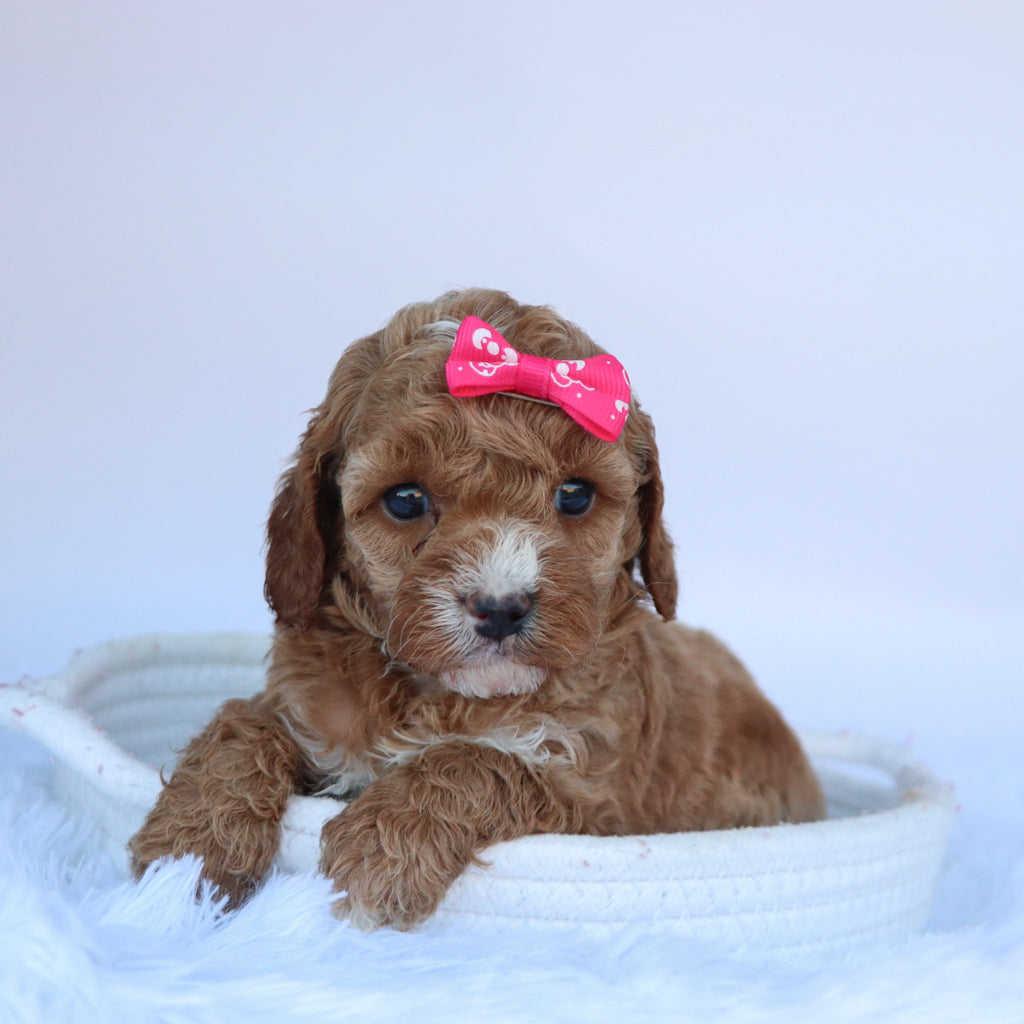 Molly - Available 10/15