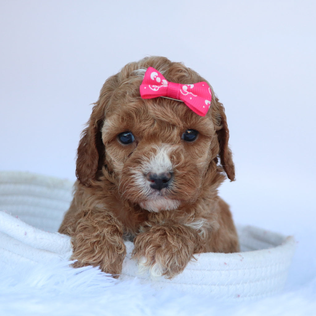 Molly - Available 10/15