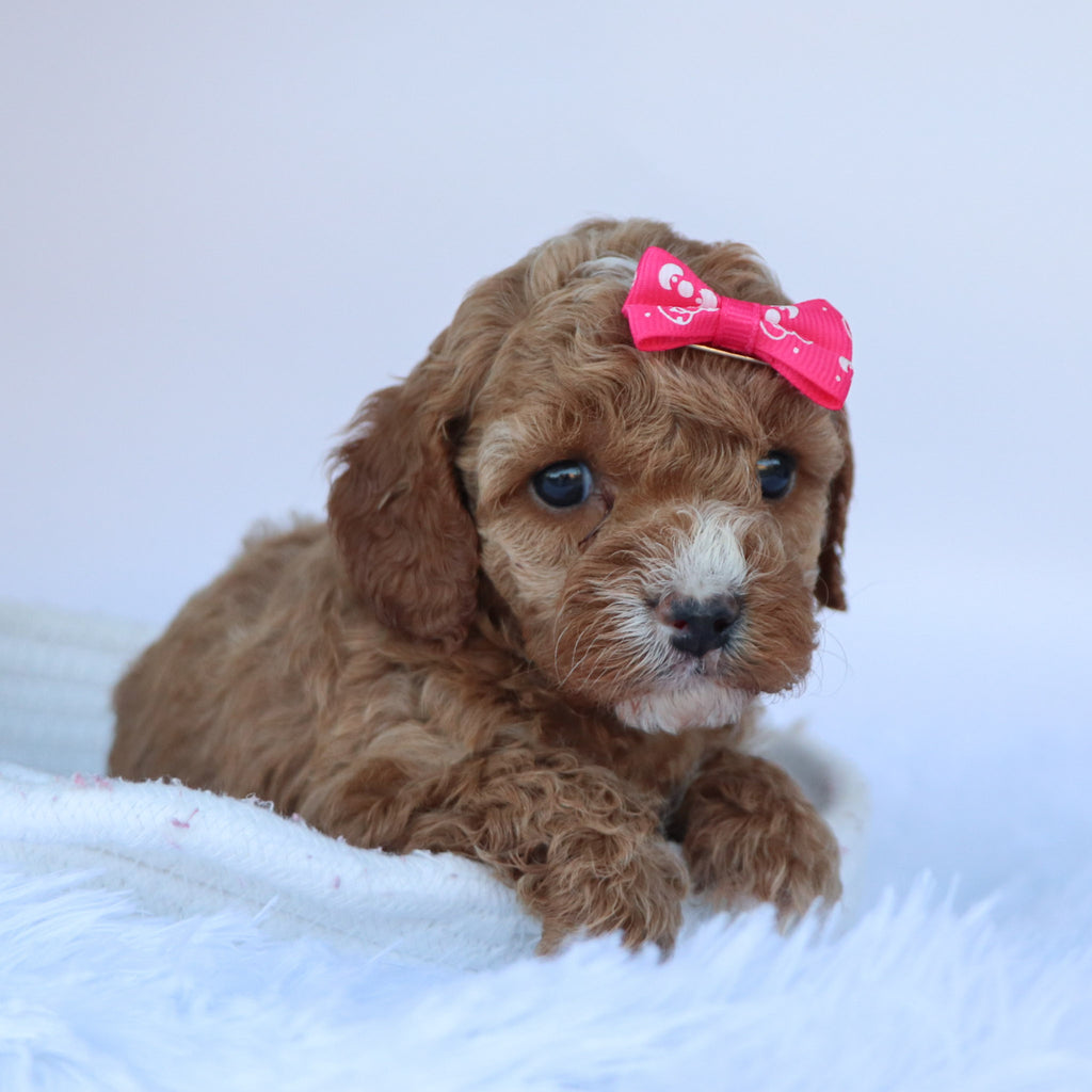 Molly - Available 10/15