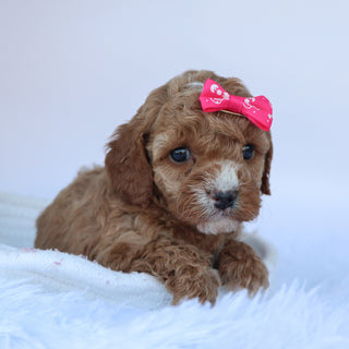 Molly - Available 10/15