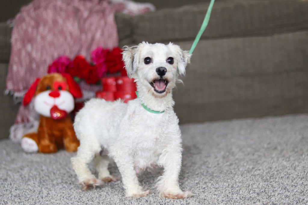 Gavin - Available 3/19