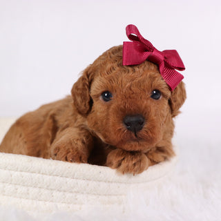 Monica - Available 11/26