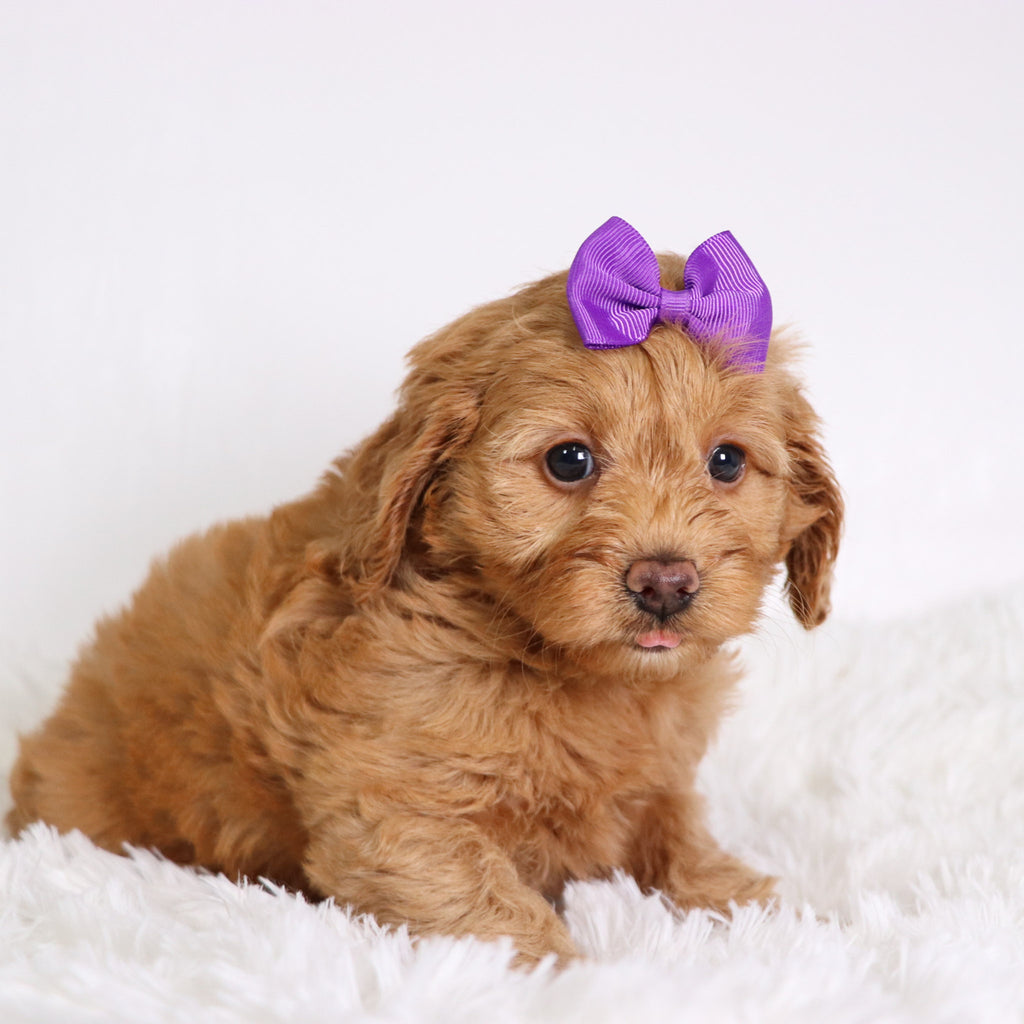 Moxie - Available Now