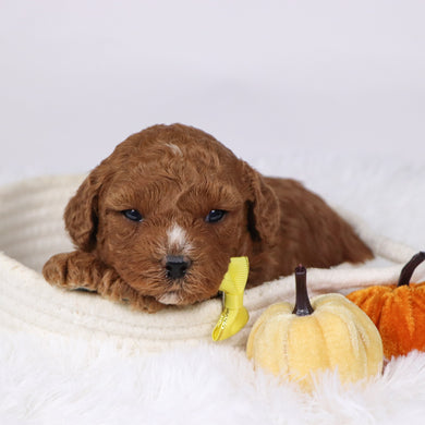 Murray - Available 12/17