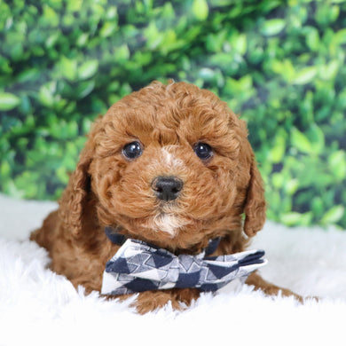 Murray - Available 12/17