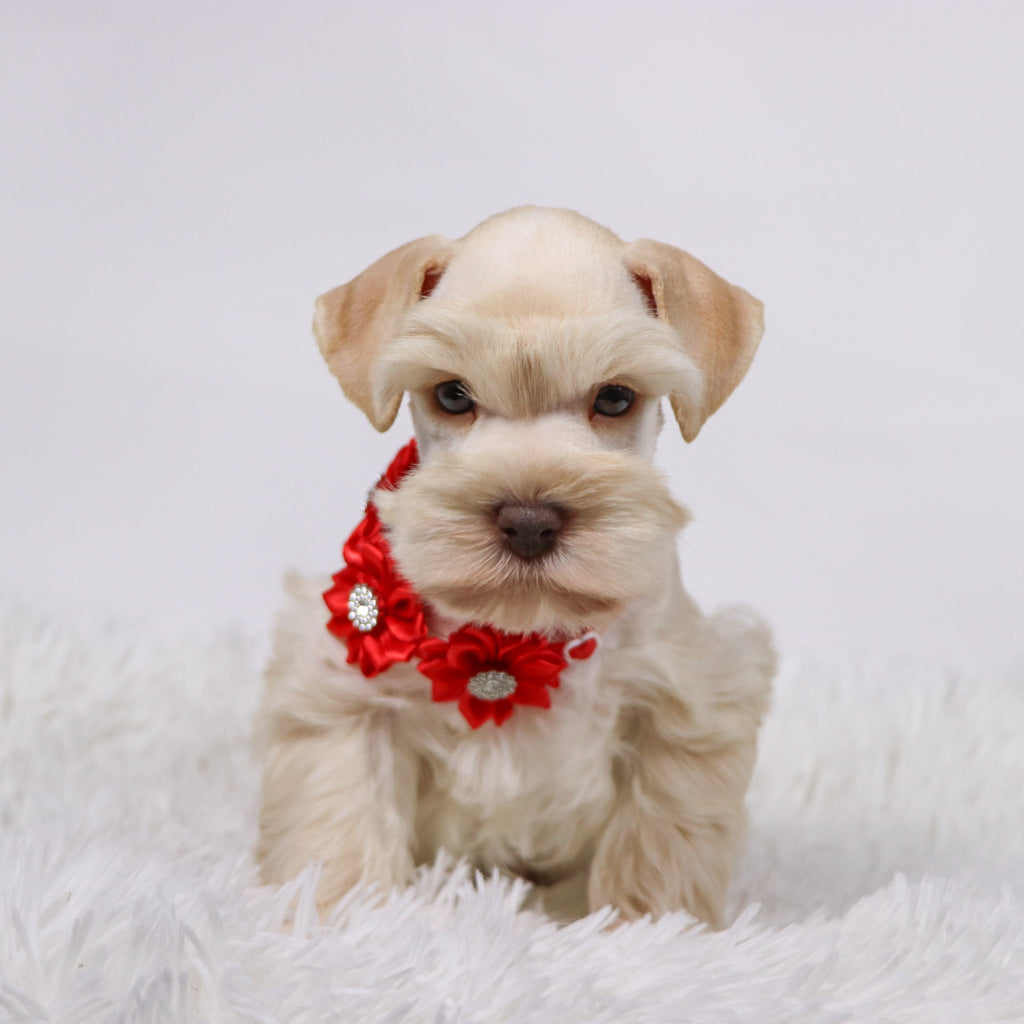 Myles - Available Now