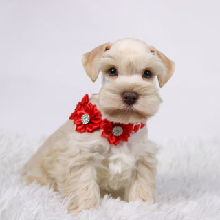 Myles - Available Now