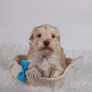 Myles - Available Now