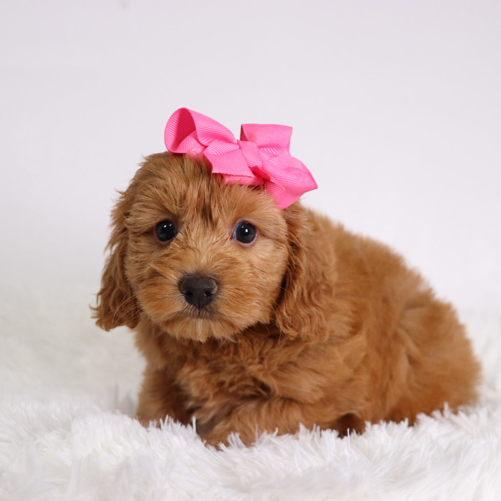 Nadine - Available Now