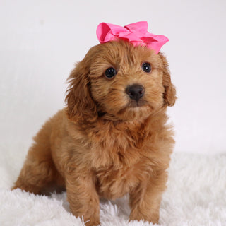 Nadine - Available Now