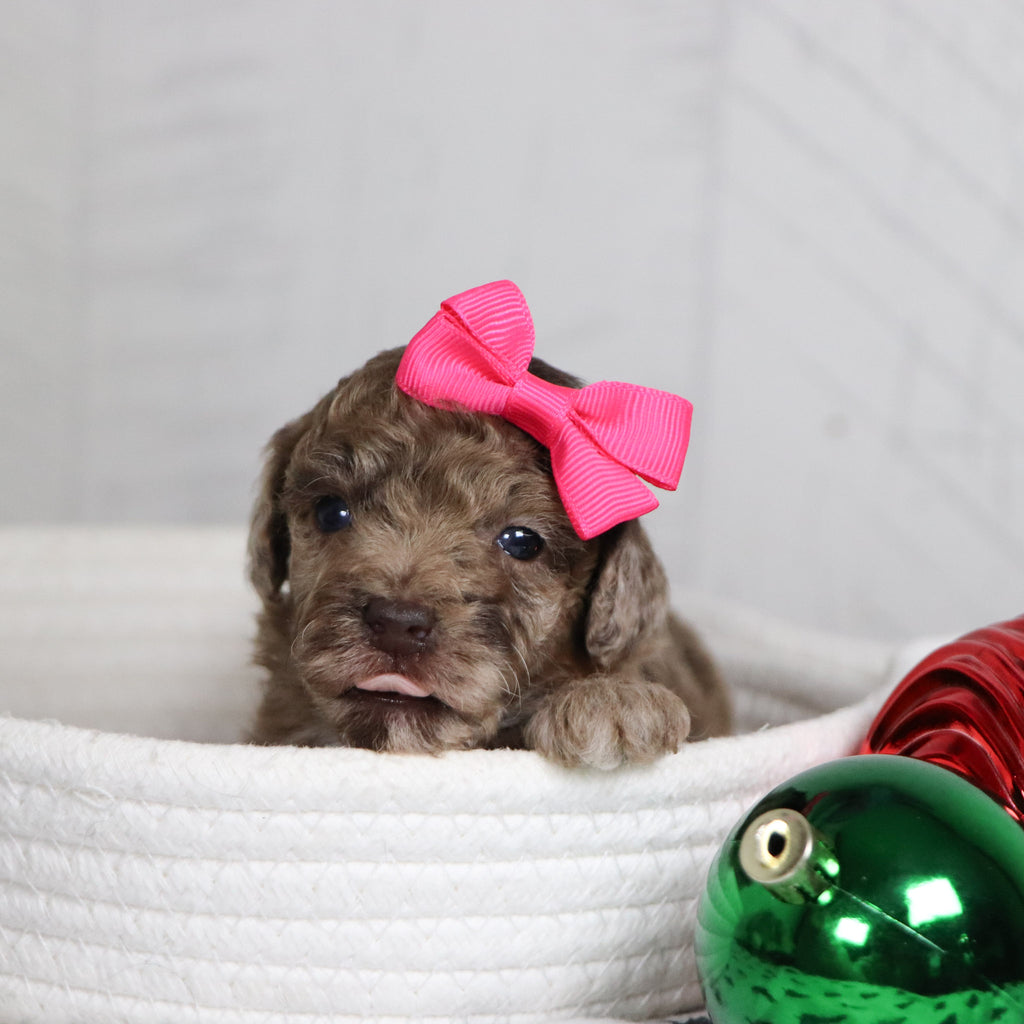 Nala - Available 1/28