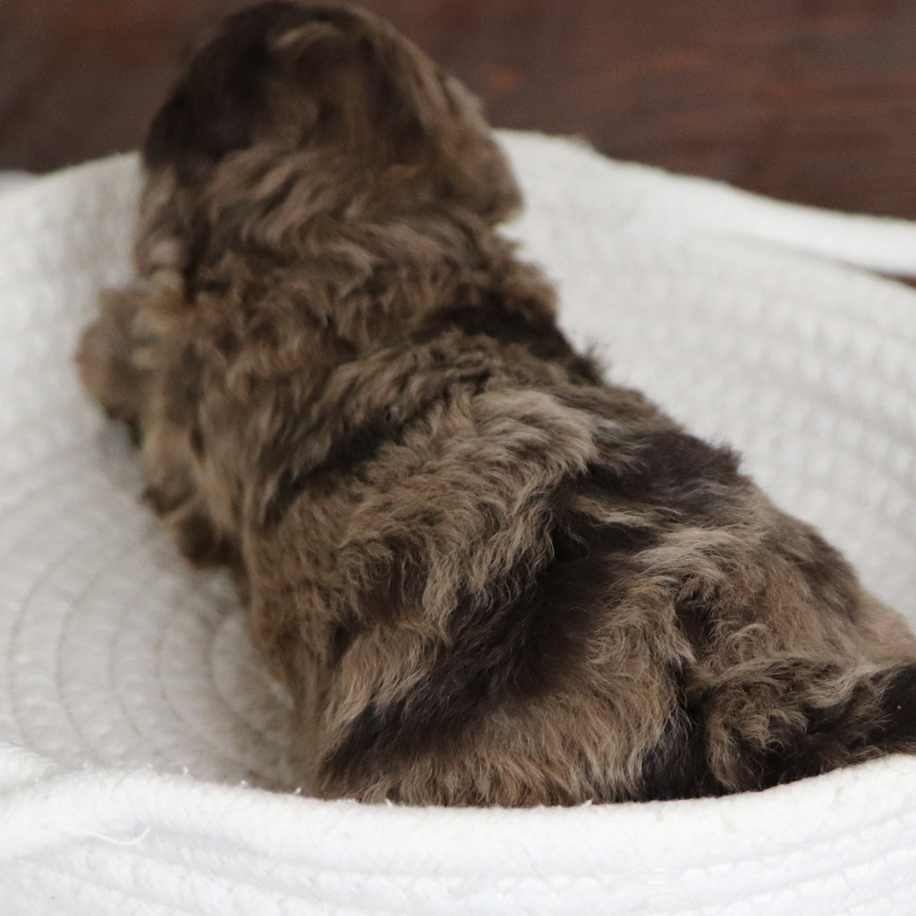 Nala - Available 1/28