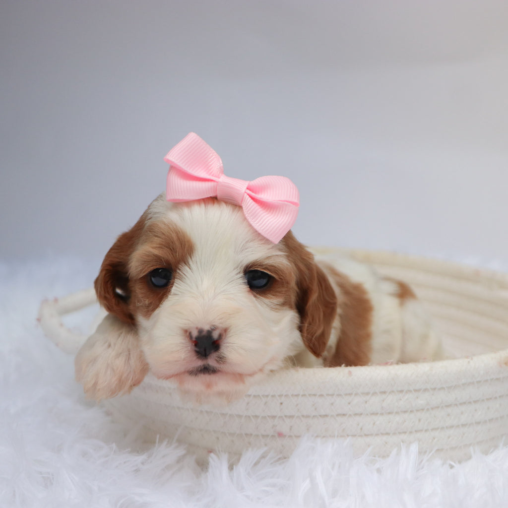 Nala - Available Now