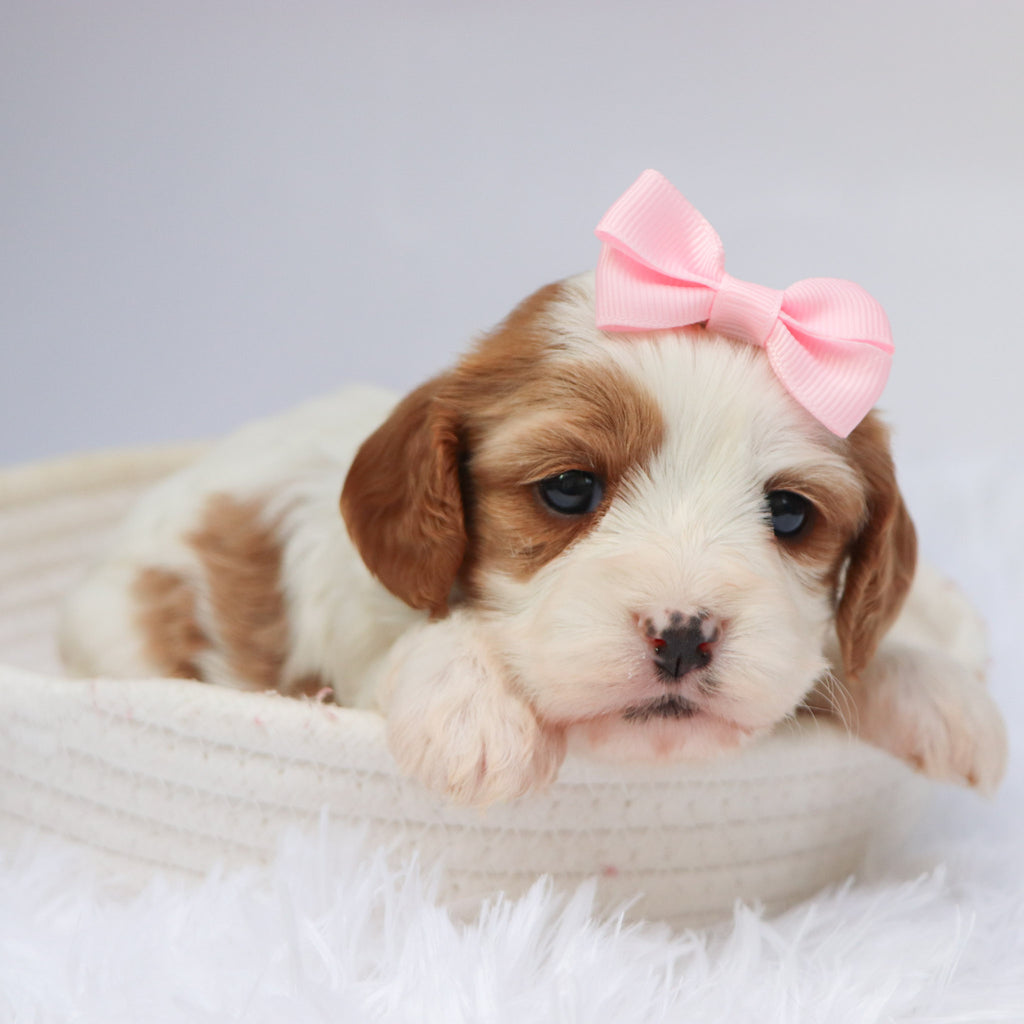 Nala - available 11/19