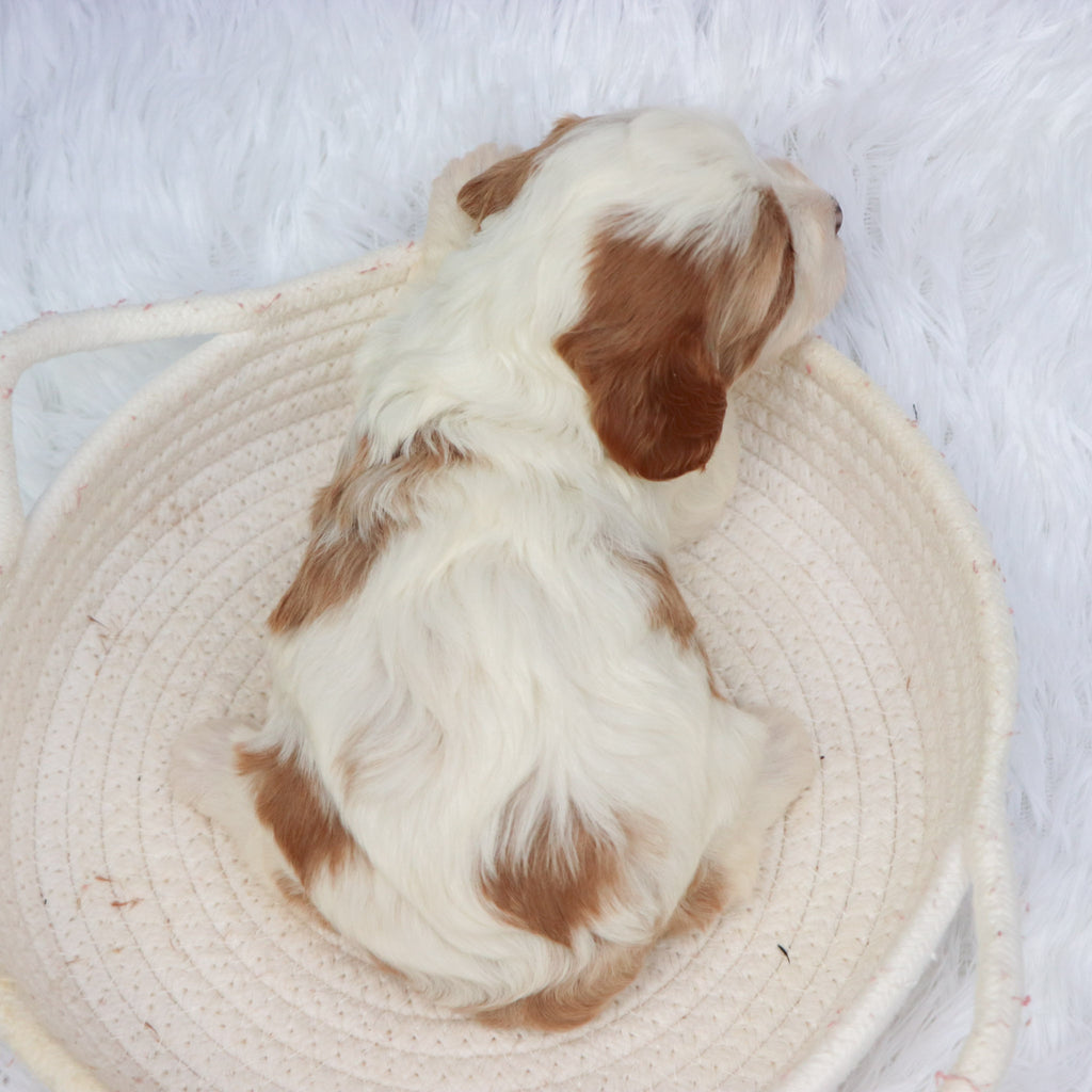 Nala - available 11/19