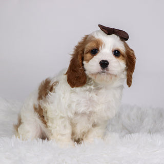 Nala - Available Now