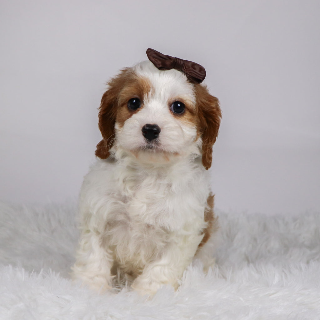 Nala - Available Now